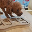 해피퍼피 강아지 유치원 이미지