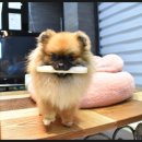 시우스쿨링 이미지