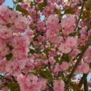 양귀비한의원 이미지