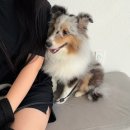 페츠온동물병원 이미지