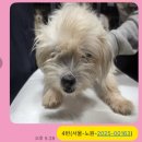 [동의요청] 참혹한 환경에 살다가 안락사 위기에 처한 5아가들의 구조동의 요청합니다. 이미지