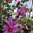 무궁화농원 이미지