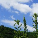 가는털비름 Amaranthus patulus Bertol. 이미지