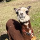 올레목장 | 제주여행 2일차- 도치돌 알파카목장, 제주 알레올레 할머니의 책방 (feat. 올레시장 귤모찌, 소원김밥)