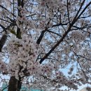 [호평] 남양주 벚꽃 명소 호만천 산책 후기 벚꽃엔딩 아쉬운 봄기록 🌸