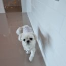 멍블리하우스 이미지