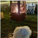 대부도한옥펜션 반디브 | 대부도애견펜션 바다와 갈대밭이 어우러진 반디브 한옥 펜션 후기