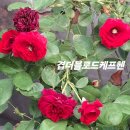 로드헨