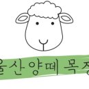 법인울산양떼목장 이미지
