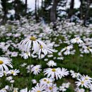 별,바람,꽃길 이미지