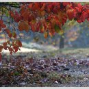 단풍나무 이미지