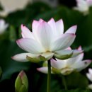 연꽃향기 이미지