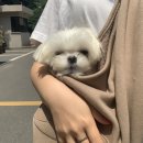 오늘은두부 이미지