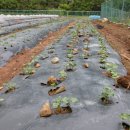 양대농장 이미지