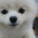 강아지 마법사 골드맘 이미지