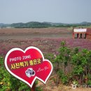 시흥 연꽃테마파크(관곡지)와 인천 소래습지생태공원 이미지