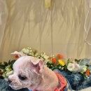 축복 펫살롱 이미지