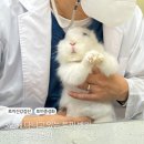 차오름동물병원 | 차오름동물병원 특수동물 토끼 건강검진 후기