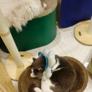 고양이 놀이터 | 고양이놀이터명동점, 명동고양이카페에서 고양이에게 츄르주면서 논 후기♪