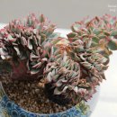 빅롸이즈