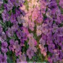 근사안 가축인공수정소 | 사양벌꿀과 아카시아꿀 완벽 선택기준 가이드