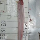 바다장어 이미지