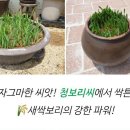 보리씨 이미지
