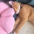 선경동물병원 이미지