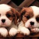 AVC 동물메디컬센터 이미지