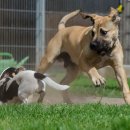 예가애견 이미지