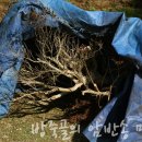 방죽골농장 네이버블로그