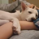 5959 내강아지 이미지