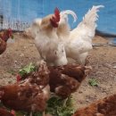 편안식당 이미지