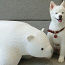 효자 동물병원 이미지