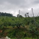 미현농장 이미지