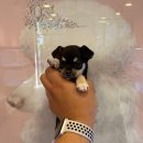 몽냥몽냥 이미지