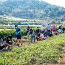 안포씨마을 | 전라남도 가볼만한곳 여수 안포씨마을 체험, 숙소, 바다여행