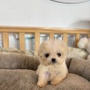 아기강아지 이미지