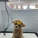 하이퍼피 | 부산 강아지의 전문 <하이퍼피> (ft. 사직동에서 강아지로 유명한 곳)