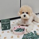 라파펫 | 강아지유산균추천 꾸준히 먹이면 강아지묽은변 개선하는 라파펫