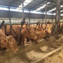 보전축산 이미지