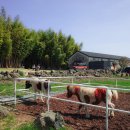 대유카 | [제주도 서귀포 여행] 중문 놀 거리 오프로드&amp;실탄 사격장 + 말 목장 카페ㅣ 제주 버스터미널에서...