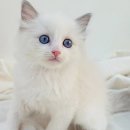 My Love Cat(마이러브캣) 이미지