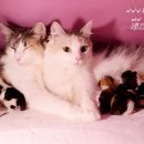 블루드라이어드 이미지