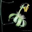 Passiflora Mucronata 이미지