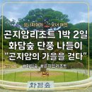 소나무 숲 리조트 | 곤지암리조트 1박 2일 여행 1편, 화담숲 가을 나들이 솔직 후기 :)