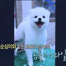 순심이 이미지