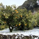 올레스테이 이미지