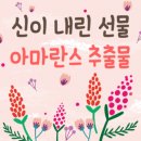 란스네이처 이미지