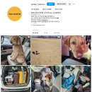 올치유치원 | 오올치, 프리미엄 펫택시 업체와 제휴맺다